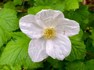 Rubus deliciosus or Delicious Raspberry
