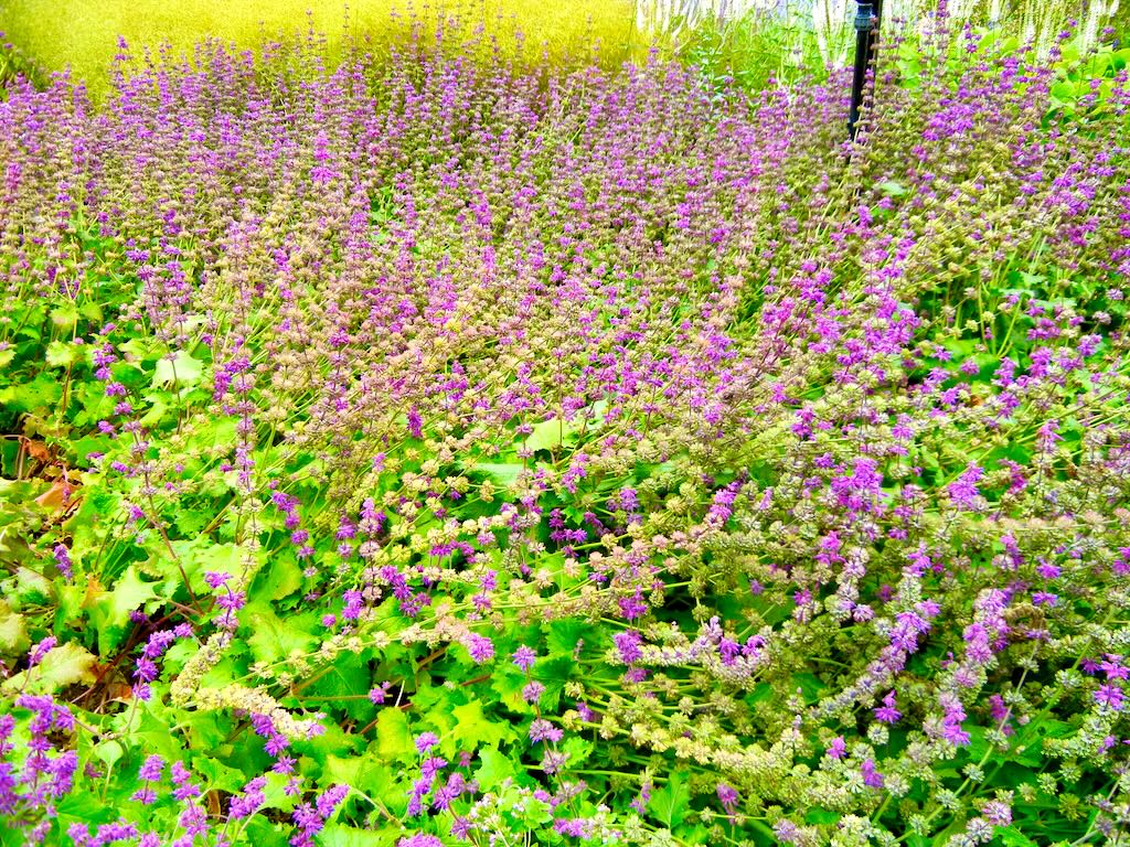 Salvia verticillata