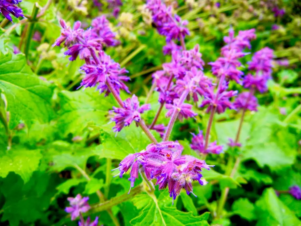 Salvia verticillata