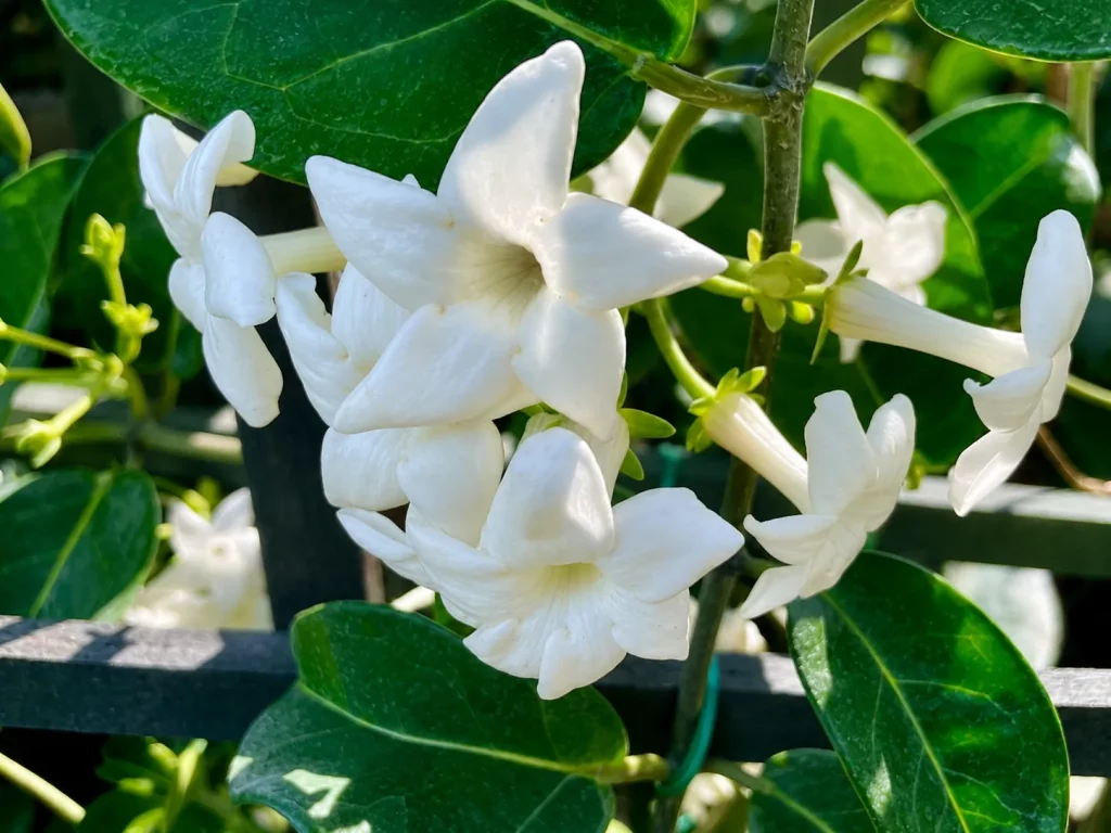 Stephanotis floribunda
