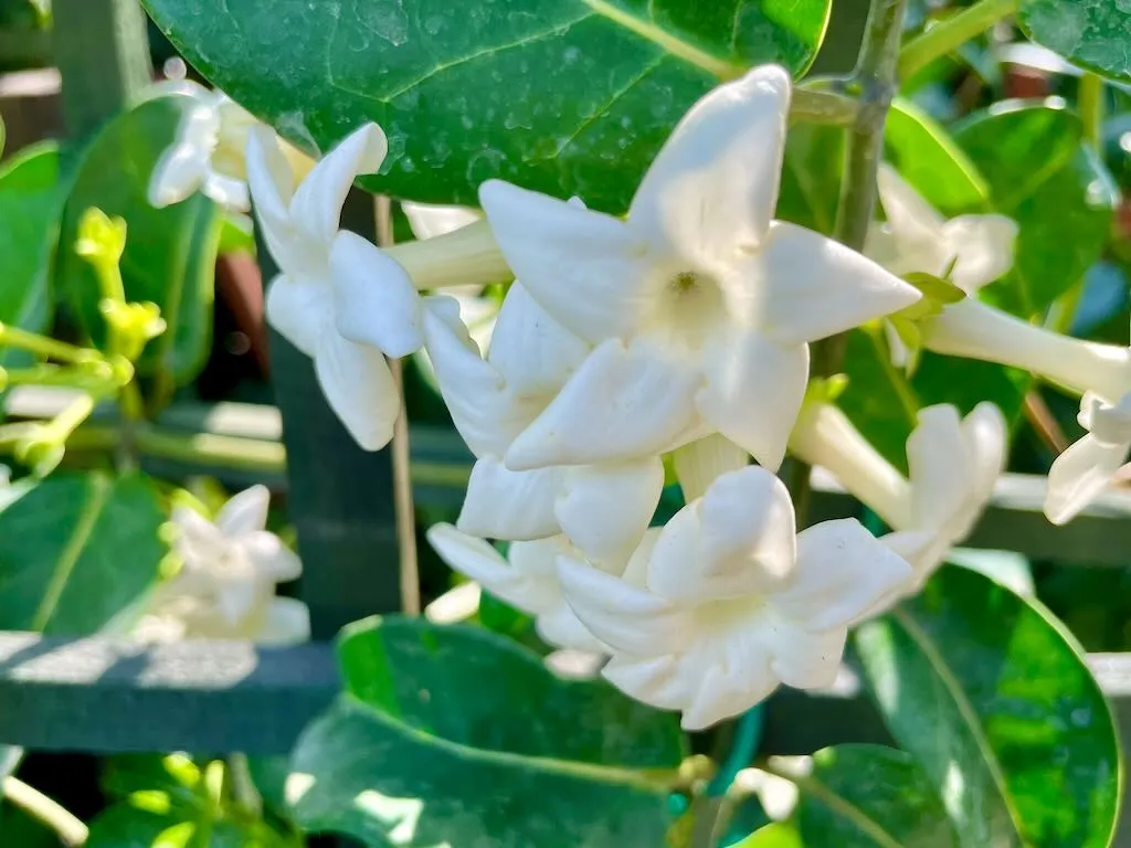 Stephanotis floribunda