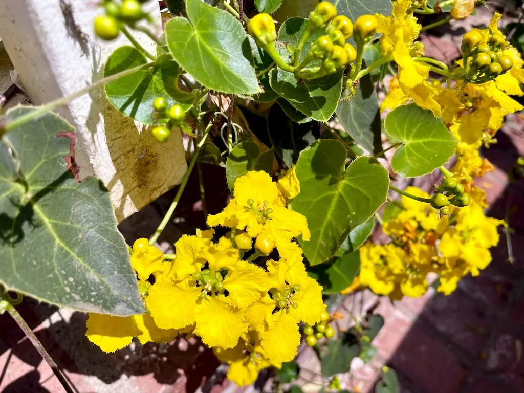 Stigmaphyllon ciliatum_result - Online Flower Garden Stigmaphyllon ciliatum