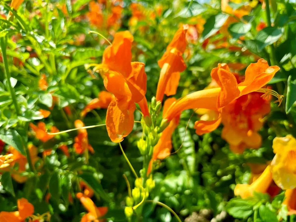 Tecomaria capensis 'Cape Town™ Orange'
