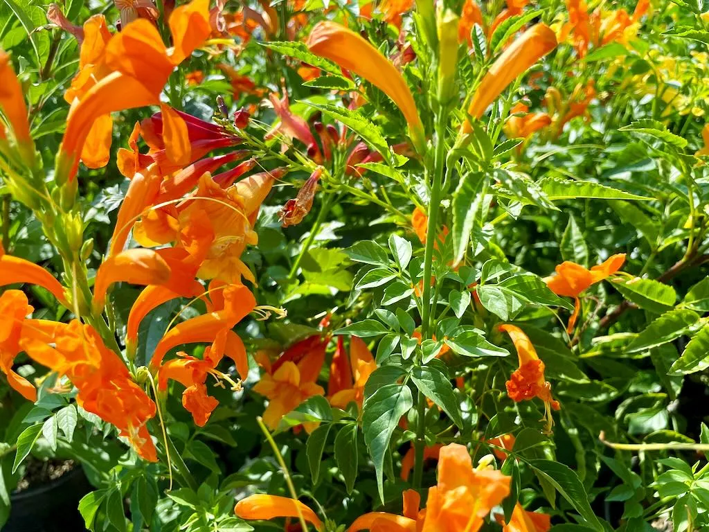 Tecomaria capensis'Cape Town™ Orange'