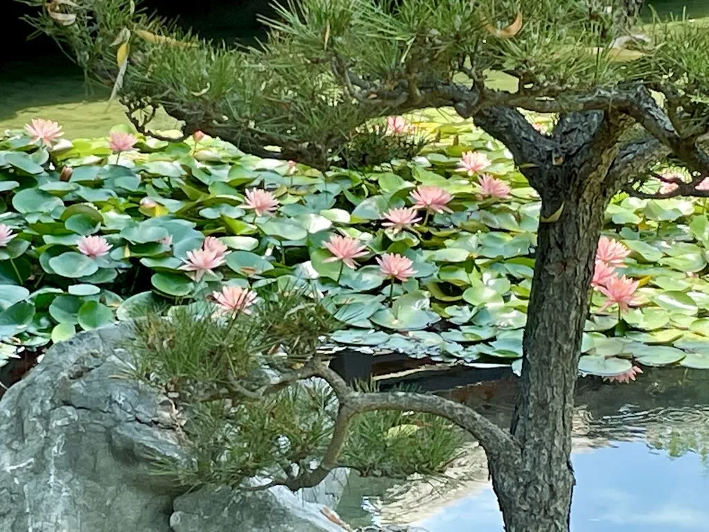 The Chinese Garden at Huntington Library