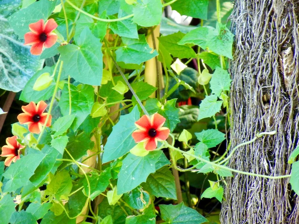 Thunbergia alata'Tangerine Slice A-Peel®'