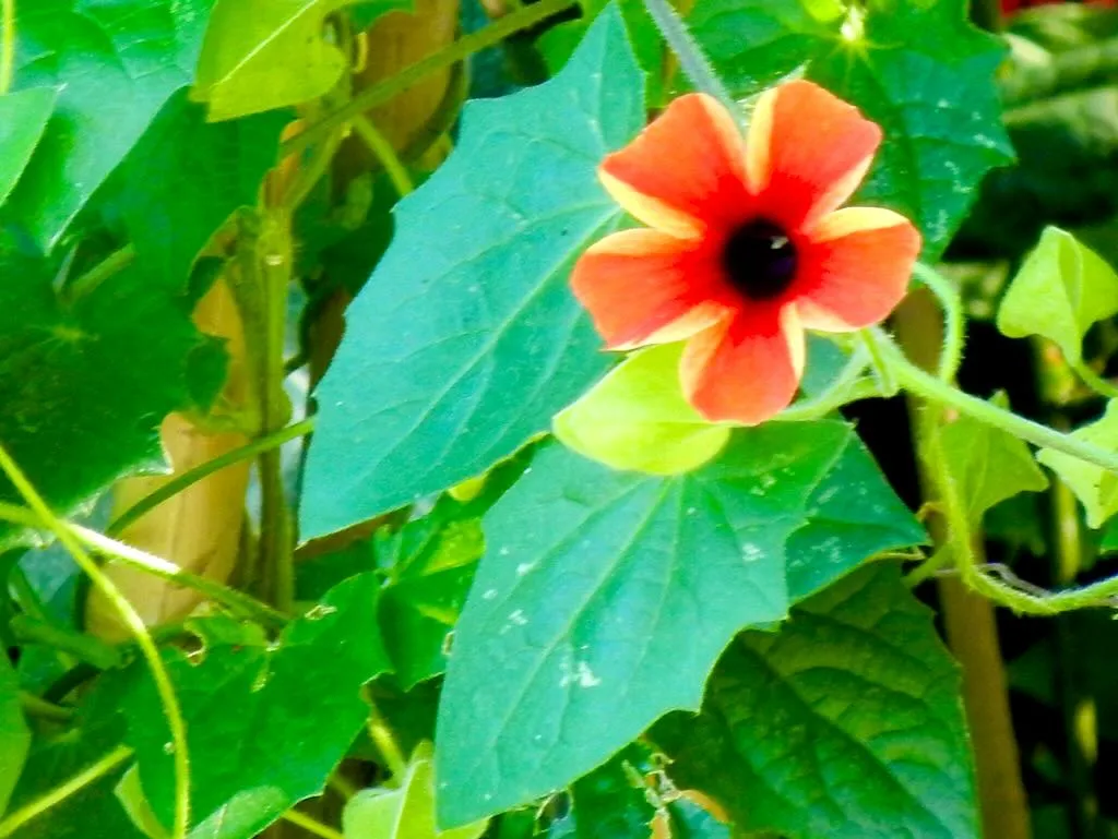 Thunbergia alata 'Tangerine Slice A-Peel®'