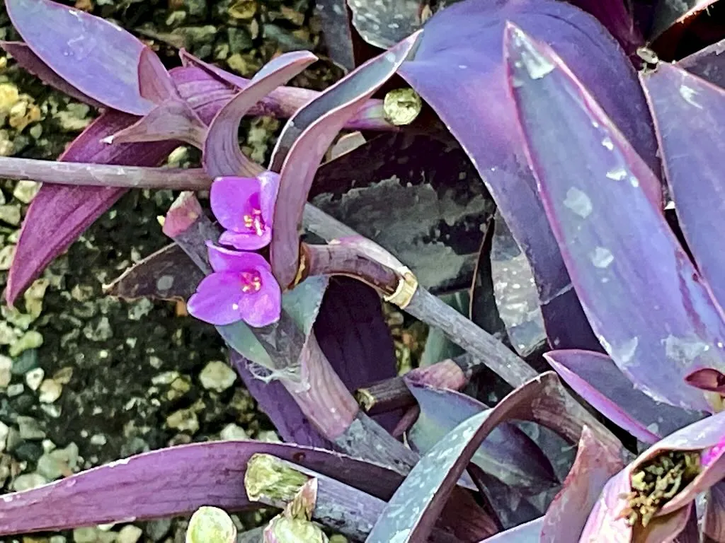 Tradescantia pallida Purpurea-1_result - Online Flower Garden Commelinaceae Tradescantia pallida'Purpurea'