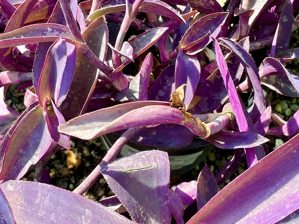 Tradescantia pallida Purpurea_result - Online Flower Garden Tradescantia pallida'Purpurea'