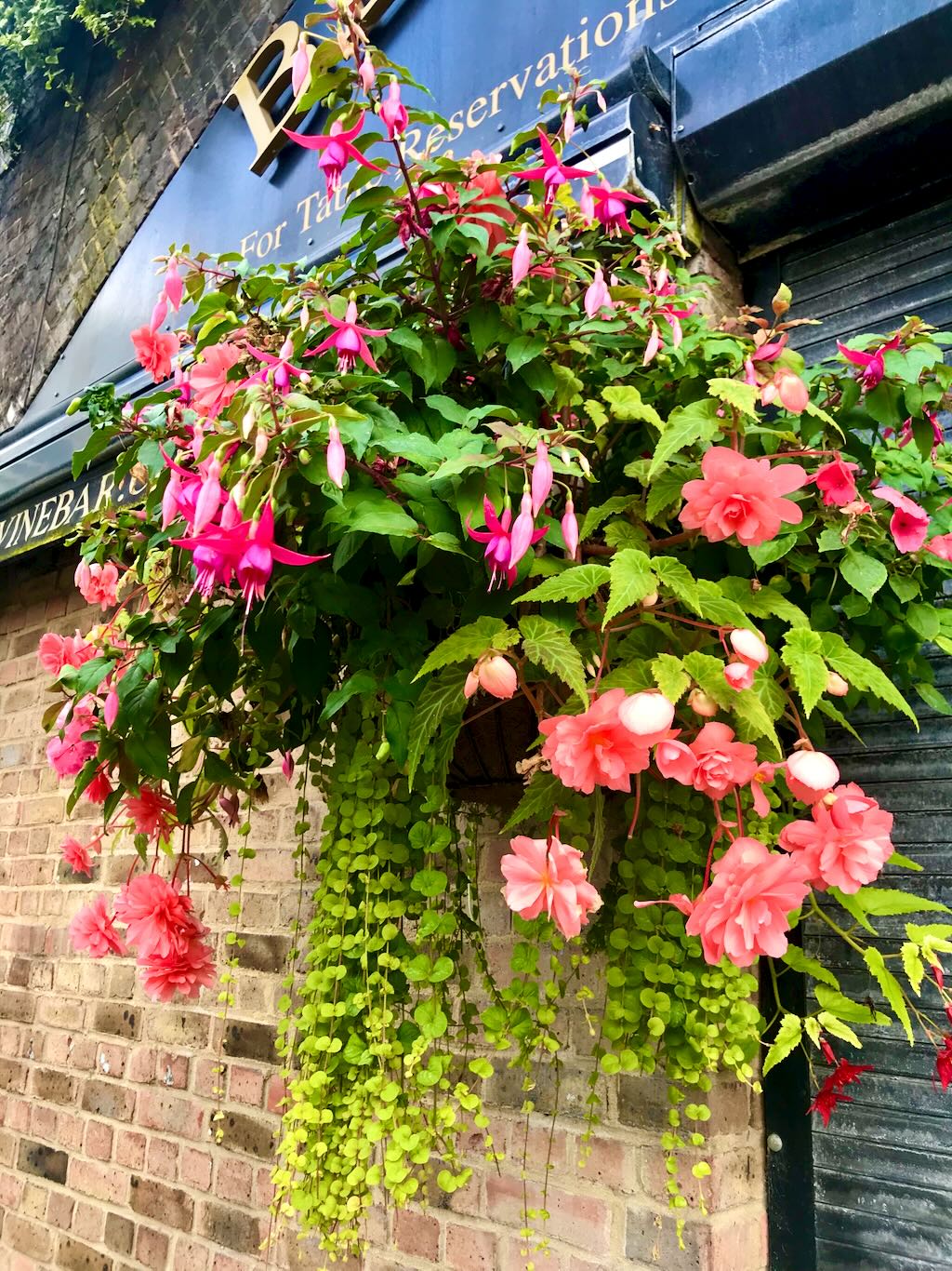 Tuberous Begonia or Begonia tuberhybrida-1 - Online Flower Garden Tuberous Begonia or Begonia × tuberhybrida