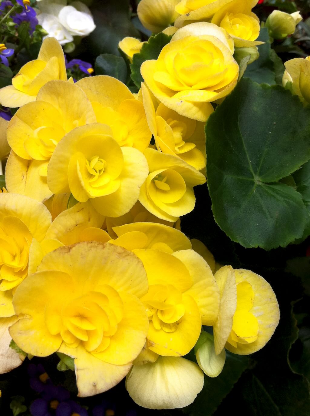 Tuberous Begonia or Begonia tuberhybrida-2 - Online Flower Garden Tuberous Begonia or Begonia × tuberhybrida