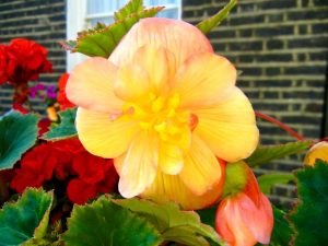 Tuberous Begonia or Begonia × tuberhybrida