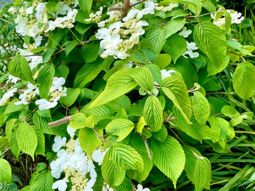 Viburnum plicatum var. tomentosum
