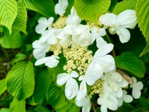 Viburnum plicatum var. tomentosum