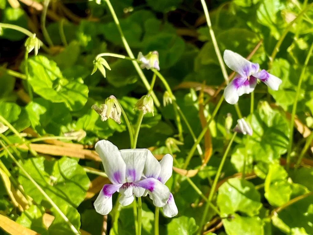 Viola hederacea or Australian Violet-1_result - Online Flower Garden Viola hederacea or Australian Violet