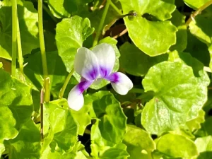 Viola hederacea or Australian Violet