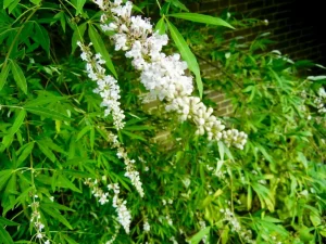 Vitex agnus-castus 'Silver Spire'