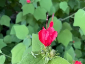 Malvaviscus arboreus
