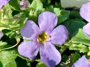 Bacopa or Sutera 'Premier Blue'