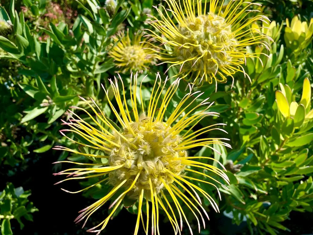 Leucospermum gueinzii 5G-1_result - Online Flower Garden Leucospermum gueinzii 5G