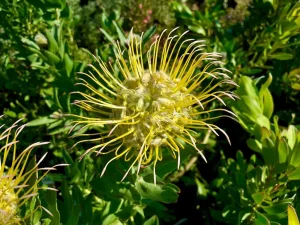 Leucospermum gueinzii 5G