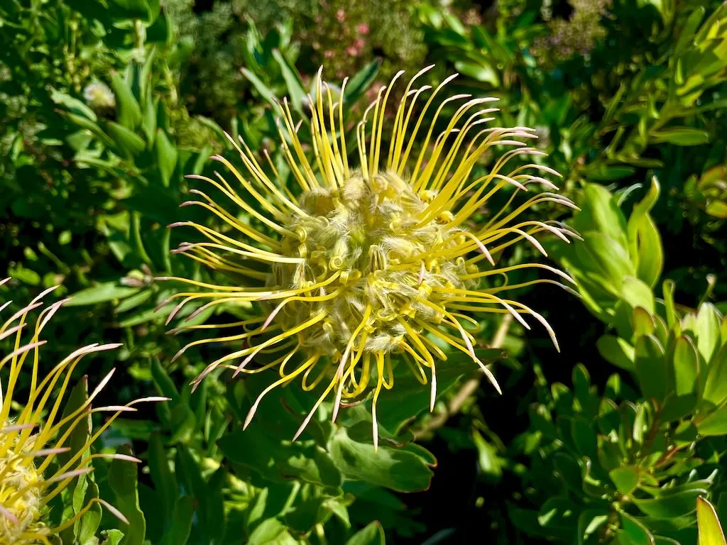 Leucospermum gueinzii 5G_result - Online Flower Garden Leucospermum gueinzii 5G