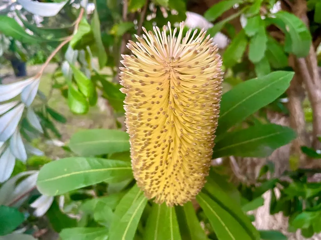 Banksia integrifolia