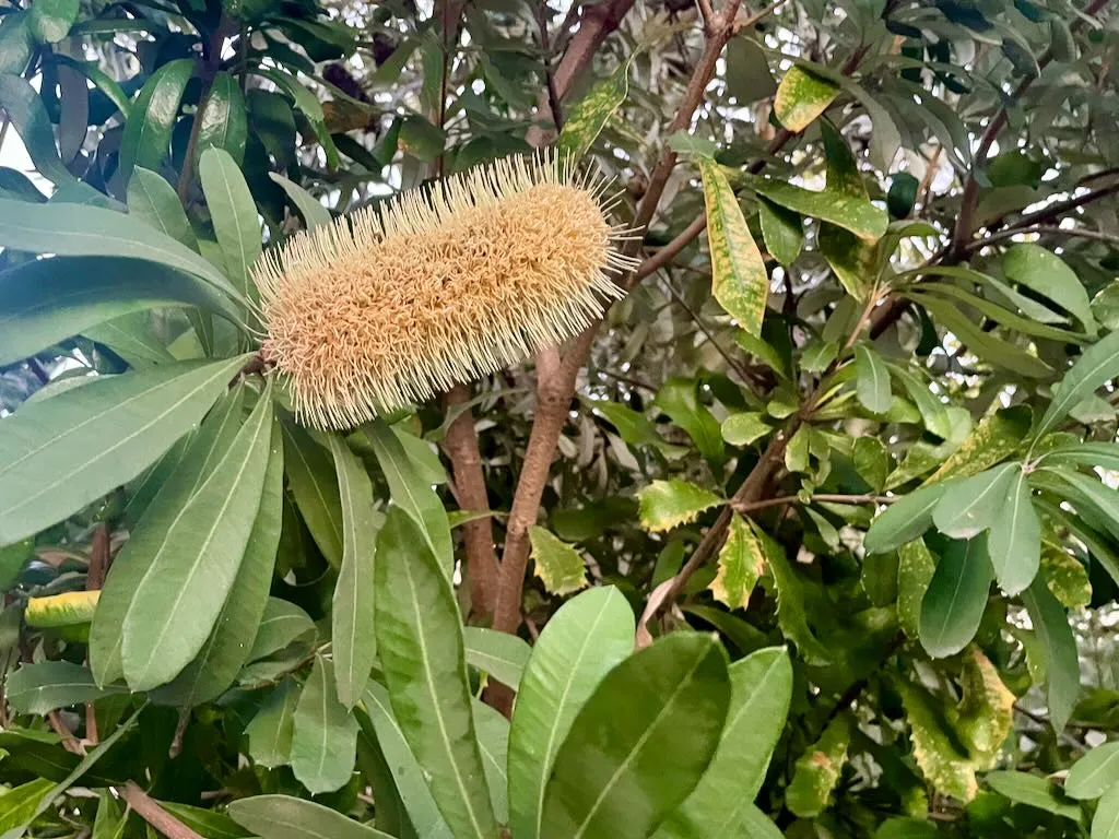 Banksia integrifolia