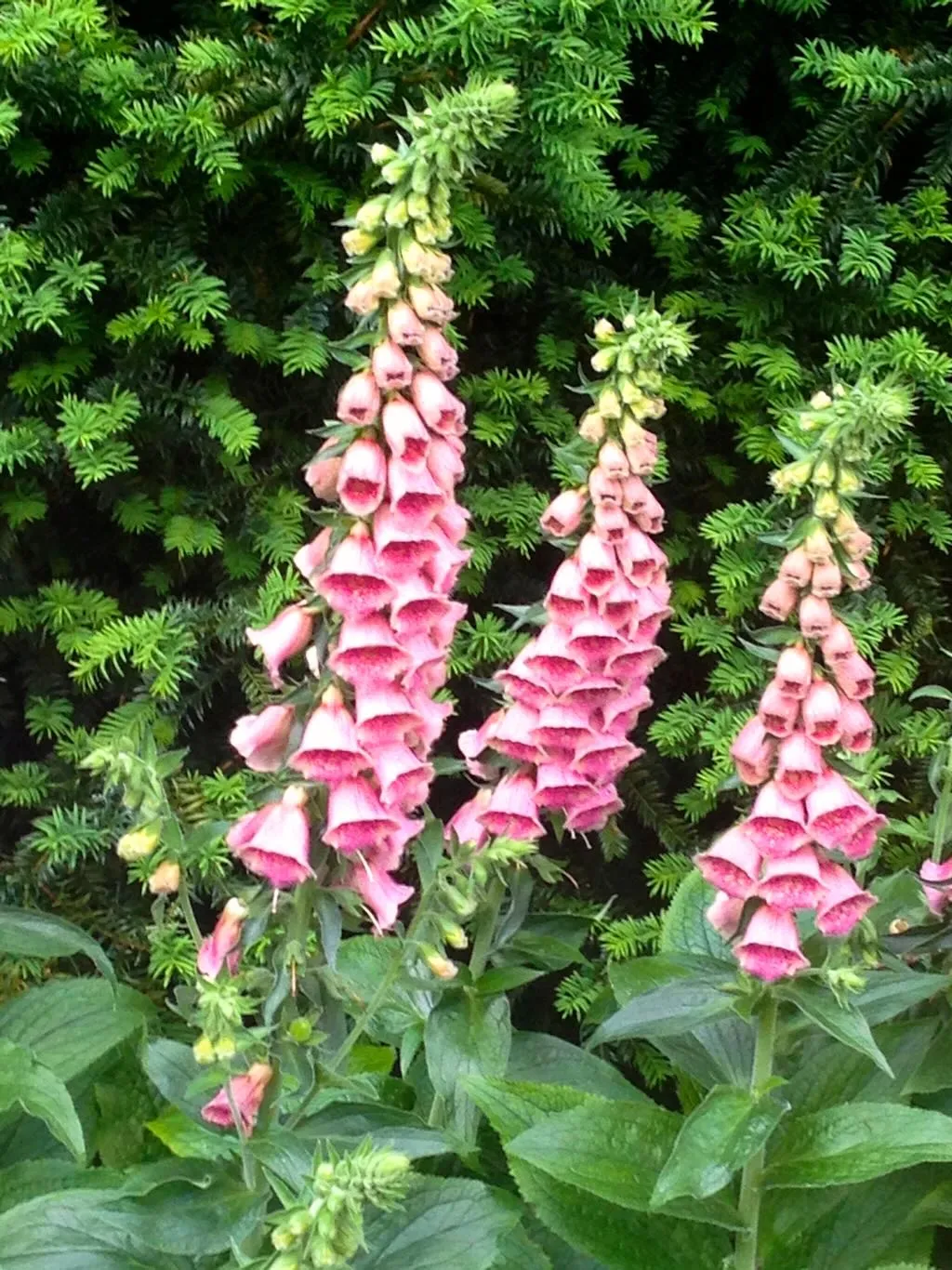 Digitalis purpurea or Common Foxglove-1_result - Online Flower Garden Digitalis purpurea or Common Foxglove