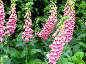 Digitalis purpurea or Common Foxglove