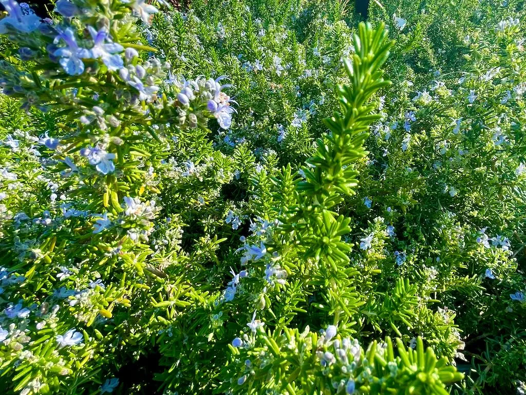 Rosmarinus officinalis Huntington Carpet-1_result - Online Flower Garden Rosmarinus officinalis'Huntington Carpet'