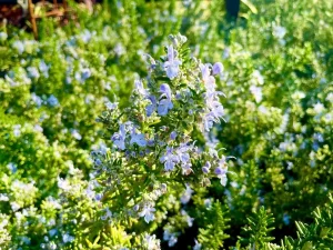 Rosmarinus officinalis 'Huntington Carpet'