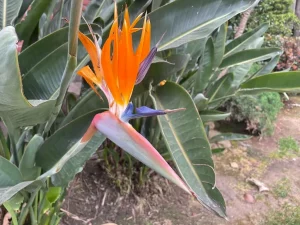 Strelitzia reginae or Bird of Paradise