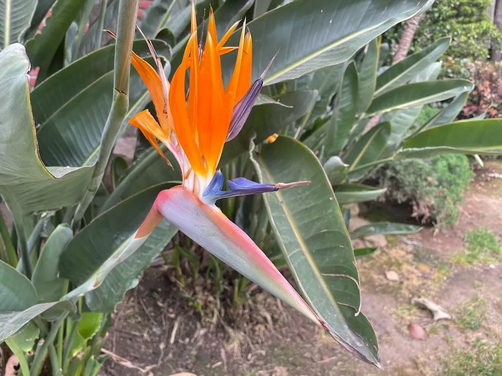 Strelitzia reginae_result - Online Flower Garden Strelitzia reginae or Bird of Paradise