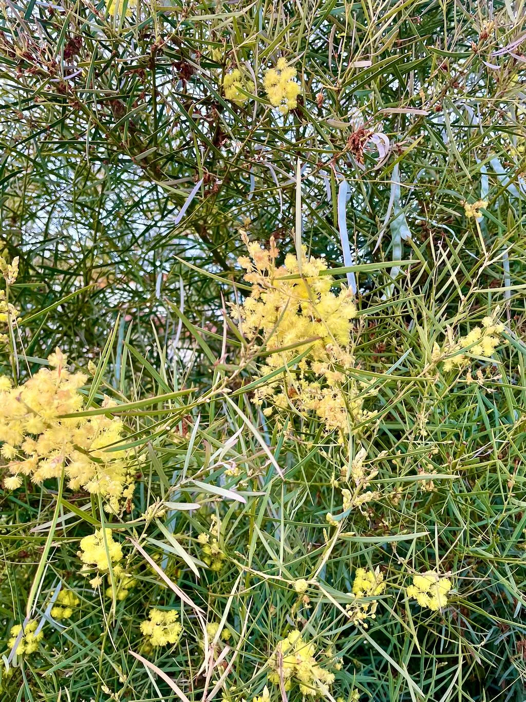Acacia retinodes-1_result - Online Flower Garden Acacia retinodes