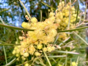 Acacia retinodes