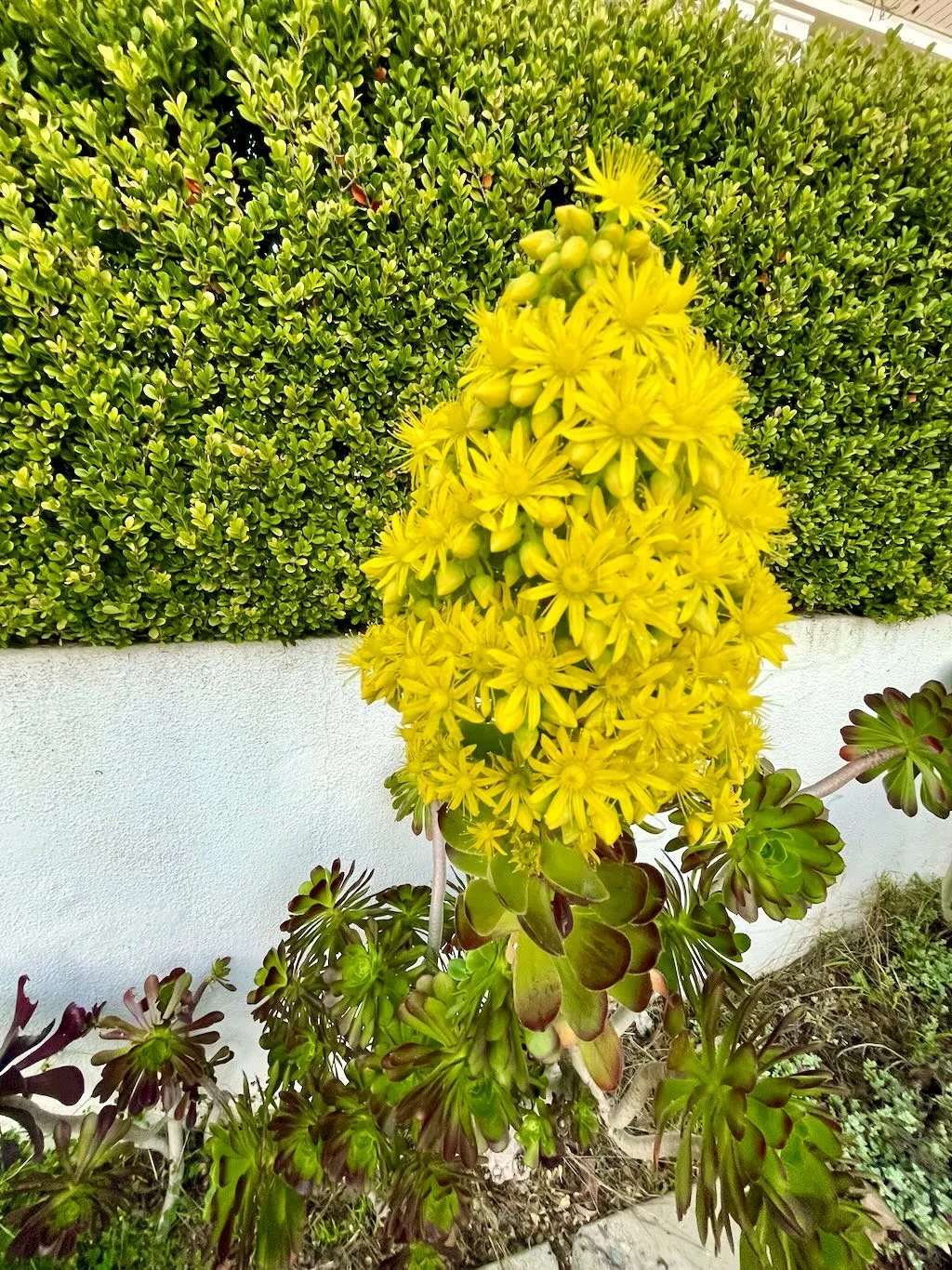 Aeonium arboreum