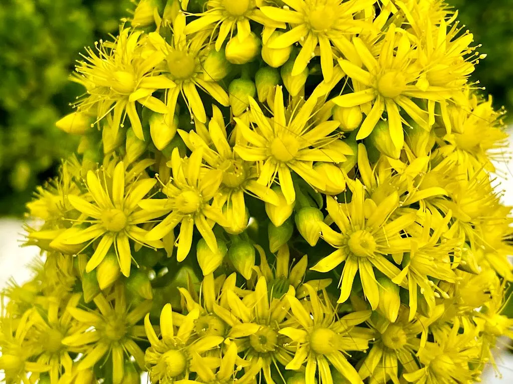 Aeonium arboreum