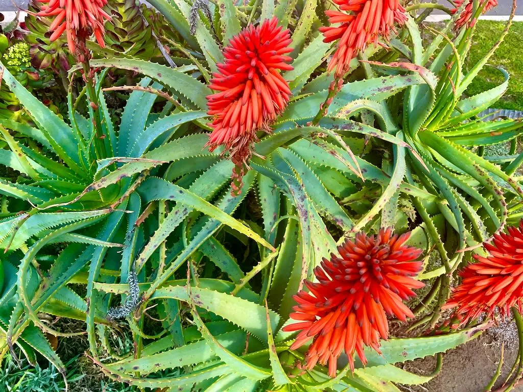 Aloe arborescens-1_result - Online Flower Garden Aloe arborescens