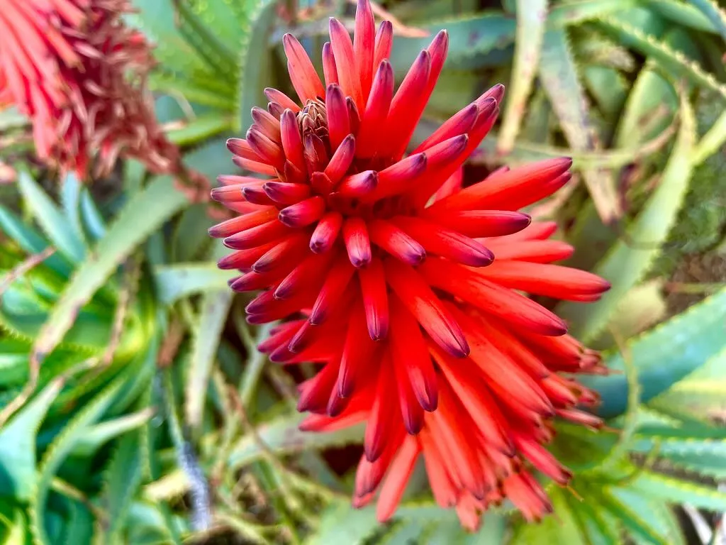 Aloe arborescens_result - Online Flower Garden Aloe arborescens