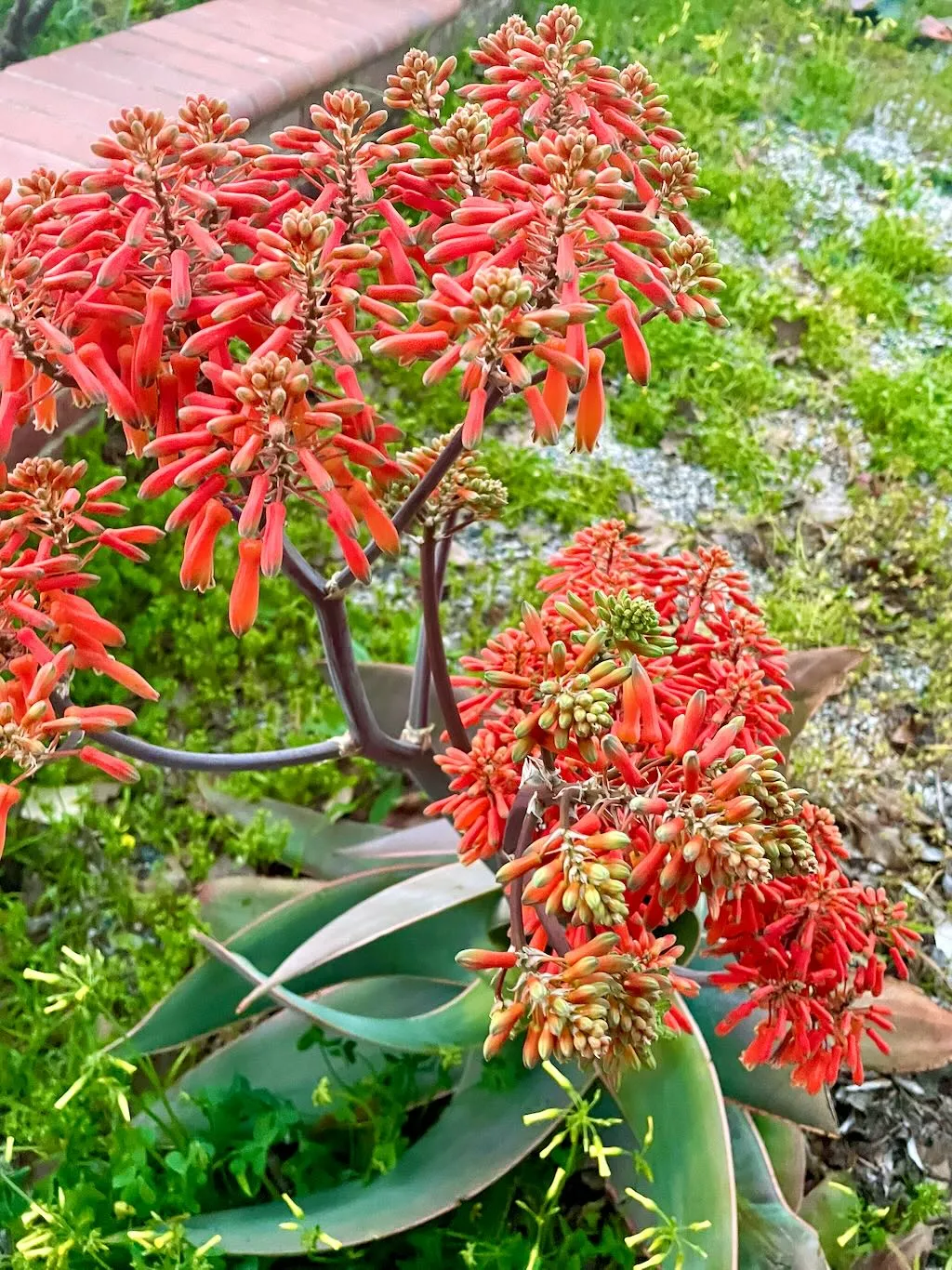 Aloe striata
