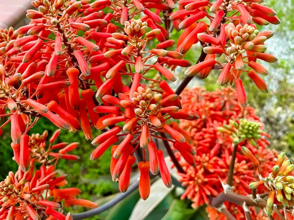Aloe striata