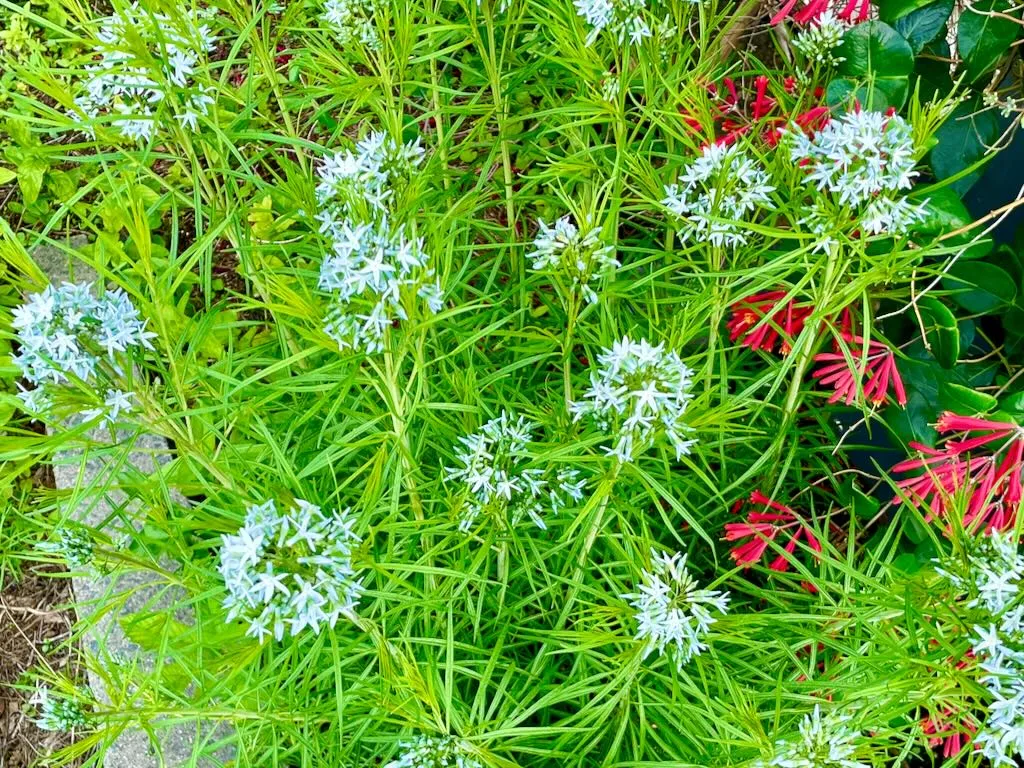 Amsonia hubrichtii