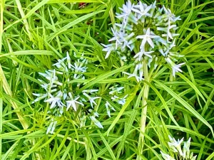 Amsonia hubrichtii