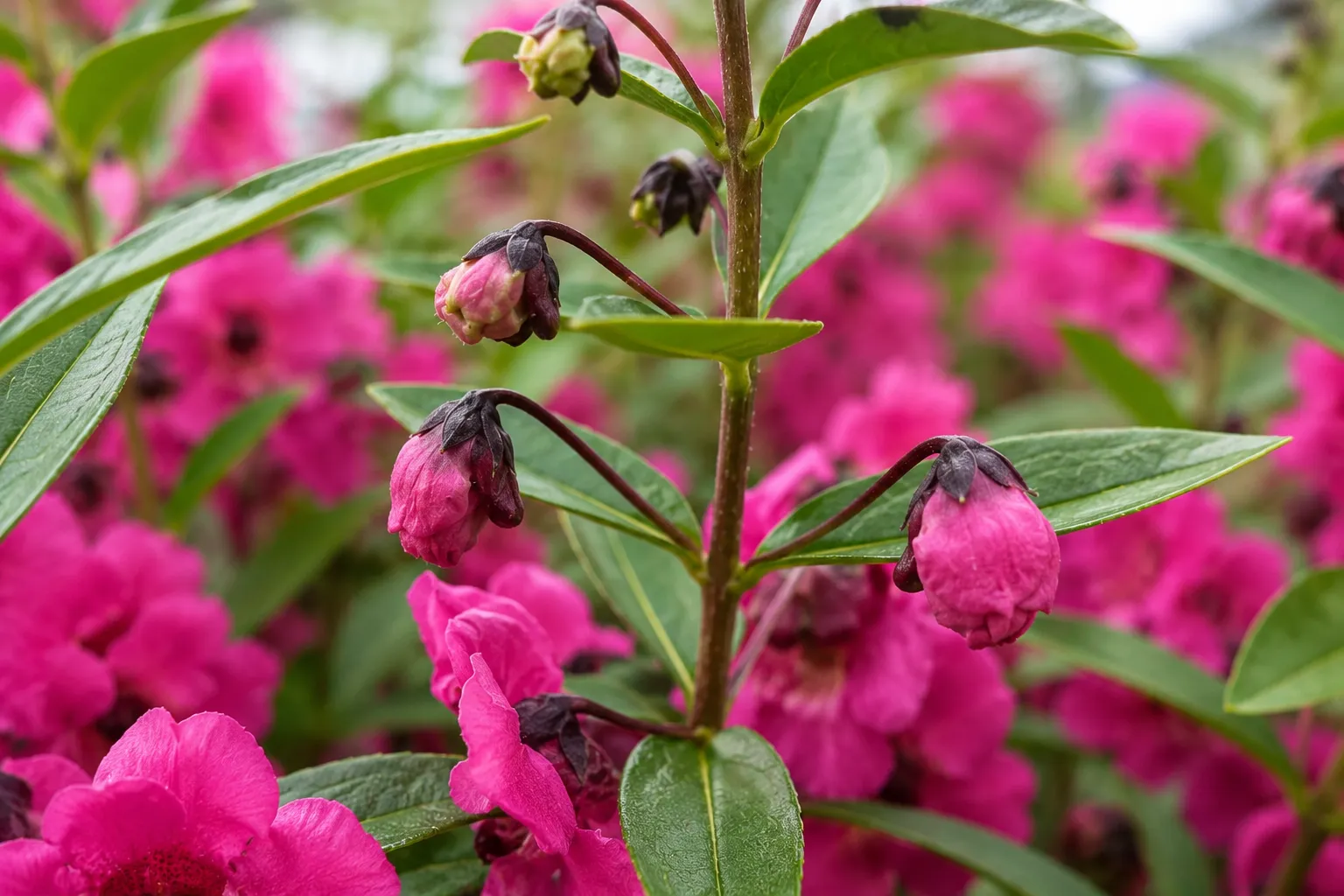 Angelonia ‘Archangel Dark Rose’