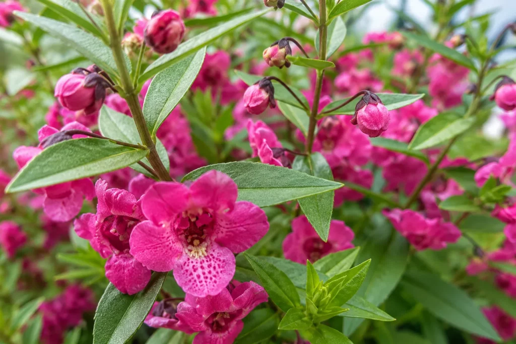 Angelonia ‘Archangel Dark Rose’