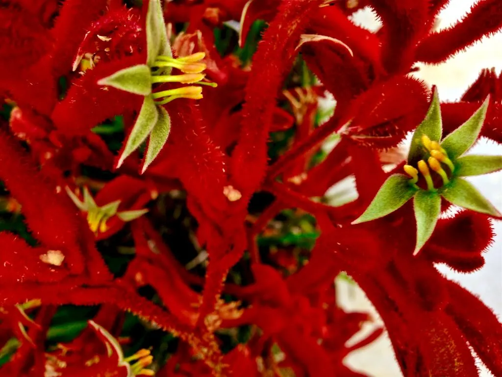 Anigozanthos flavidus-2_result - Online Flower Garden Anigozanthos flavidus
