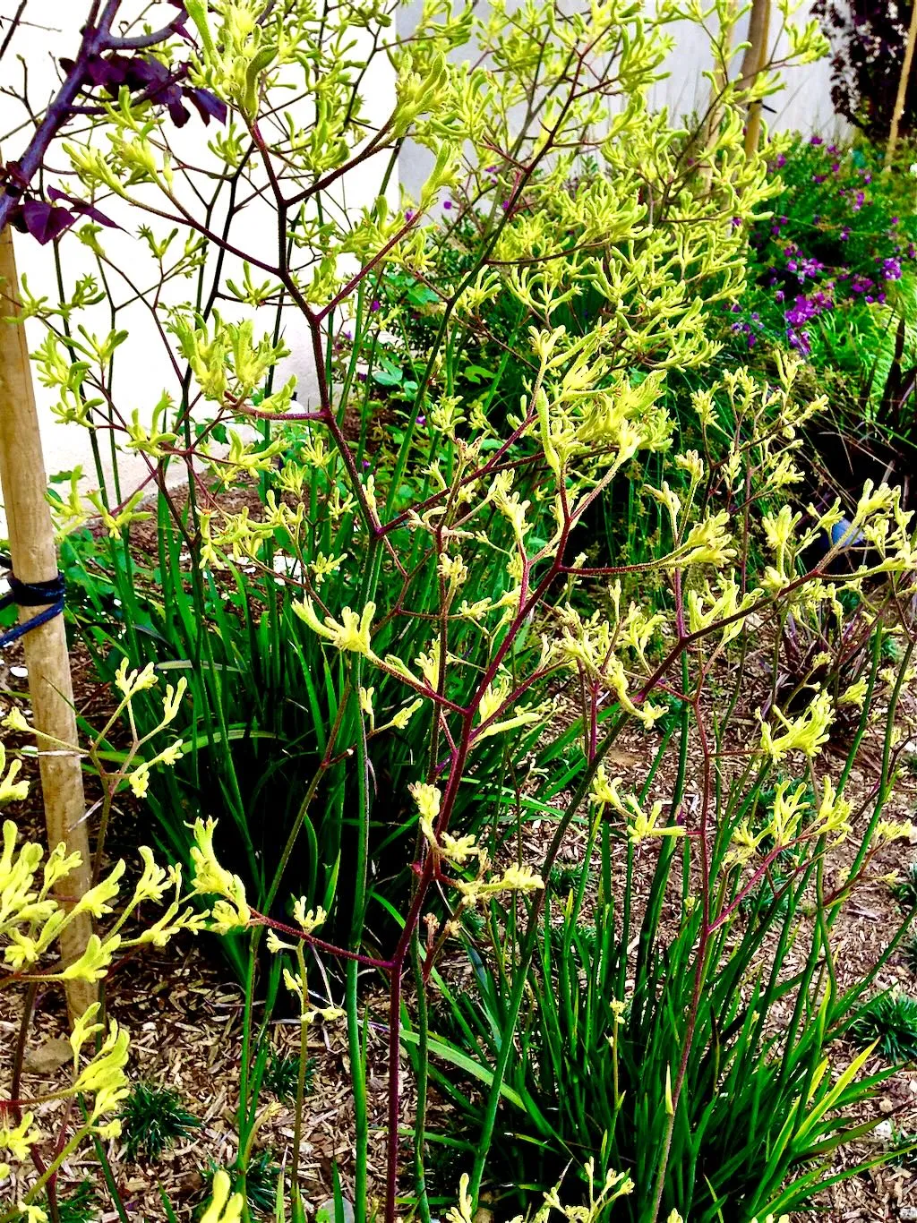 Anigozanthos flavidus-yellow_result - Online Flower Garden Anigozanthos flavidus