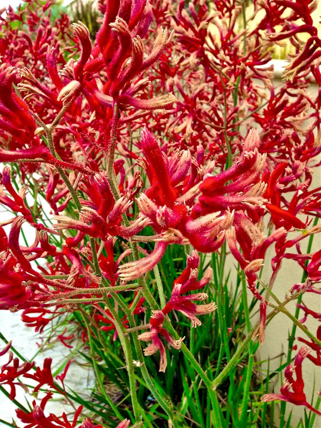 Anigozanthos flavidus_result - Online Flower Garden Anigozanthos flavidus