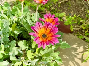 Arctotis 'Pink Sugar'